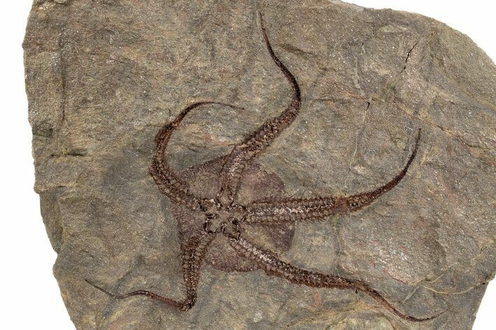 Detailed Ordovician Brittle Star (Ophiura) - Morocco #301931